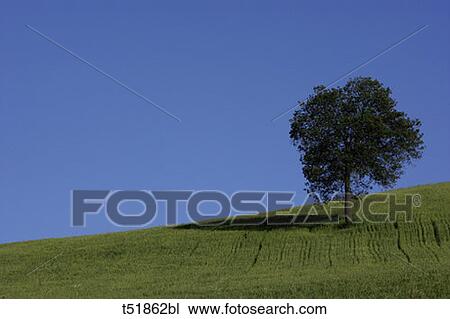 Tree in field View Large Photo Image Stock Image - Tree in field. Fotosearch