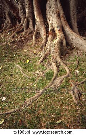 Tree roots View Large Photo Image Stock Image - Tree roots . Fotosearch