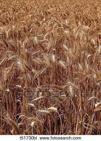 Wheat field View Large Photo Image Stock Image - Wheat field . Fotosearch