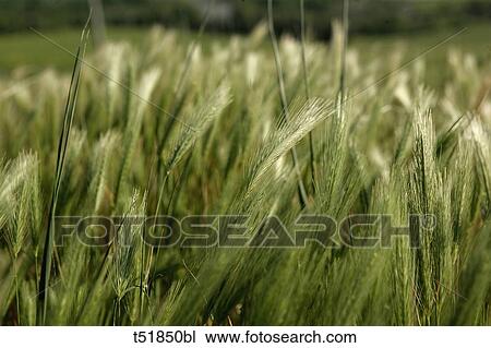 Wheat field View Large Photo Image Stock Image - Wheat field . Fotosearch
