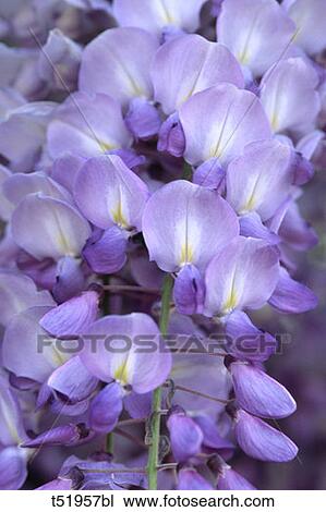 Stock Image - Wisteria . Fotosearch