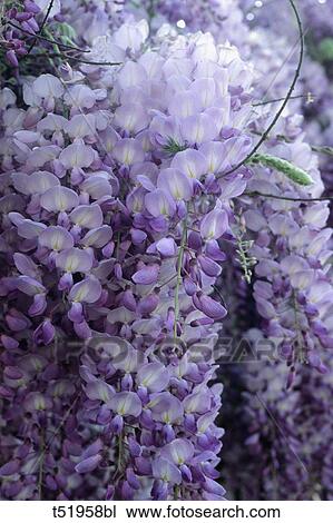 Stock Image - Wisteria . Fotosearch