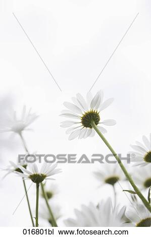 low angle view of daisies View Large Photo Image Stock Image - low angle view of daisies. Fotosearch