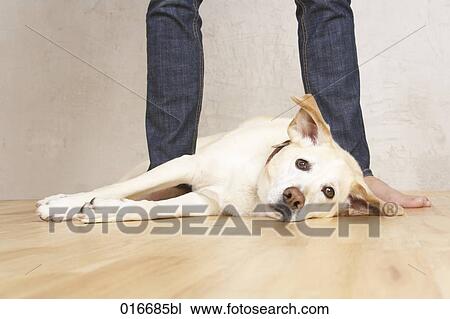 portrait of labrador dog lying on floor between human legs View Large Photo Image Stock Image - portrait of labrador dog lying on floor between human legs. Fotosearch