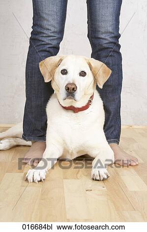 Stock Image - portrait of labrador dog sitting on floor between human legs. Fotosearch