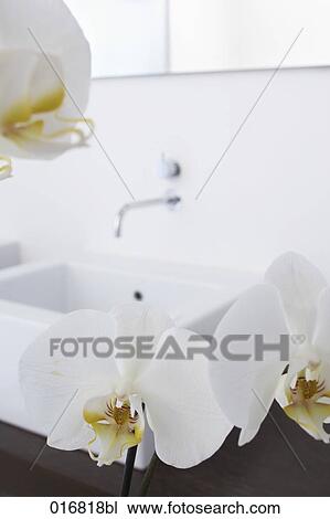 Stock Image - still life of orchids and sink in bathroom. Fotosearch