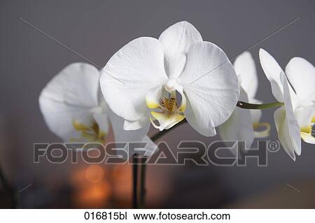 Stock Image - still life of white orchid flowers. Fotosearch