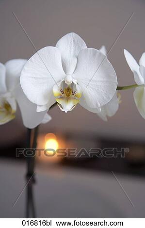 still life of white orchid flowers View Large Photo Image Stock Image - still life of white orchid flowers. Fotosearch