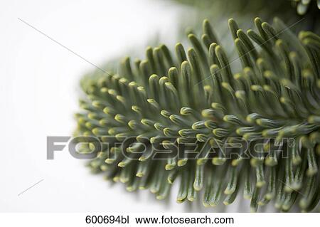 close-up of fir twig View Large Photo Image Stock Image - close-up of fir twig. Fotosearch