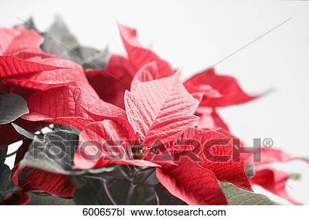 close-up of poinsettia View Large Photo Image Stock Image - close-up of poinsettia. Fotosearch