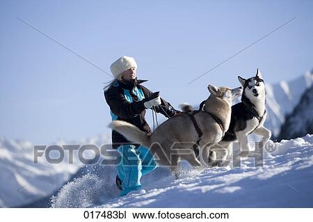 girl walking with her two huskies in the mountains View Large Photo Image Stock Image - girl walking with her two huskies in the mountains. Fotosearch