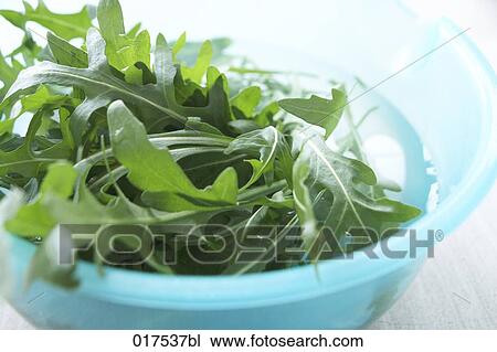 rucola leaves in bowl View Large Photo Image Stock Image - rucola leaves in bowl. Fotosearch