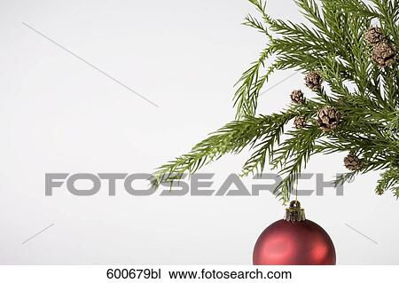 still life of red bauble hanging on christmas tree View Large Photo Image Stock Image - still life of red bauble hanging on christmas tree. Fotosearch