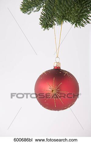 still life of red bauble hanging on christmas tree View Large Photo Image Stock Image - still life of red bauble hanging on christmas tree. Fotosearch