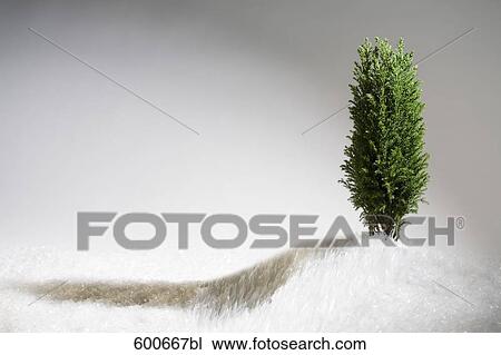 still life of small conifer View Large Photo Image Stock Image - still life of small conifer. Fotosearch