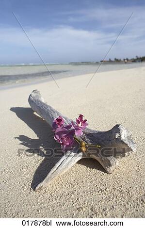 branch with purple orchids on sandy beach View Large Photo Image Stock Image - branch with purple orchids on sandy beach. Fotosearch