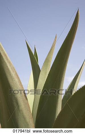 close-up of cactus leaves View Large Photo Image Stock Image - close-up of cactus leaves. Fotosearch