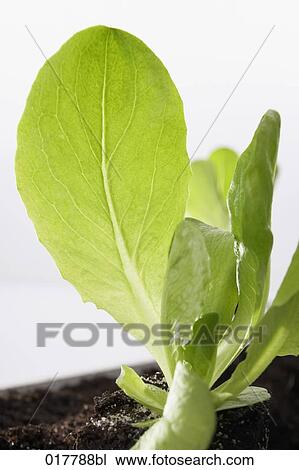 close-up of lettuce leaves View Large Photo Image Stock Image - close-up of lettuce leaves. Fotosearch