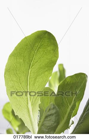 close-up of lettuce leaves View Large Photo Image Stock Image - close-up of lettuce leaves. Fotosearch