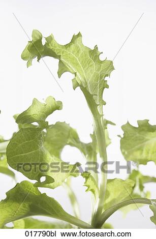 close-up of lettuce leaves View Large Photo Image Stock Image - close-up of lettuce leaves. Fotosearch