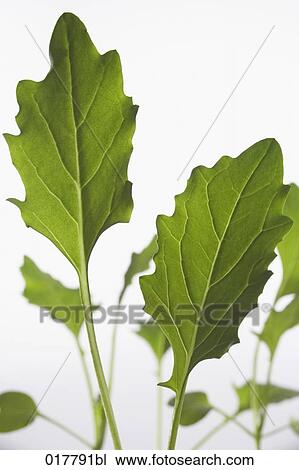 close-up of lettuce leaves View Large Photo Image Stock Image - close-up of lettuce leaves. Fotosearch