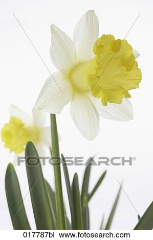 close-up of yellow daffodil blossom View Large Photo Image Stock Image - close-up of yellow daffodil blossom. Fotosearch