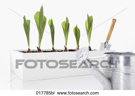 daffodil seedlings in flower box with shovel and watering can View Large Photo Image Stock Image - daffodil seedlings in flower box with shovel and watering can. Fotosearch