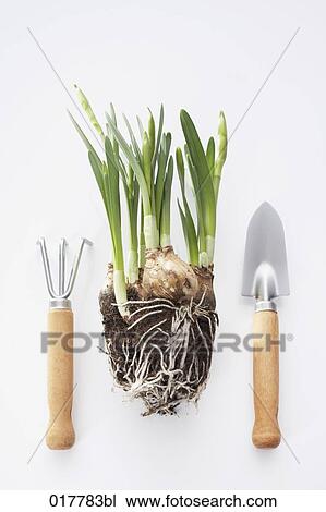 daffodil seedlings with rake and shovel View Large Photo Image Stock Image - daffodil seedlings with rake and shovel. Fotosearch