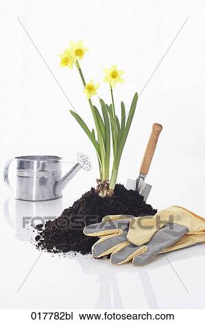 daffodils and gardening equipment View Large Photo Image Stock Image - daffodils and gardening equipment. Fotosearch