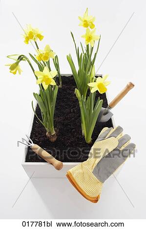 Stock Image - daffodils in flower box and gardening equipment. Fotosearch