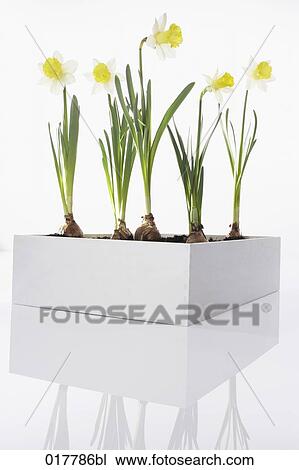 daffodils in flower box View Large Photo Image Stock Image - daffodils in flower box. Fotosearch