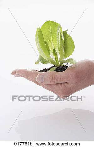 hand holding lettuce seedling View Large Photo Image Stock Image - hand holding lettuce seedling. Fotosearch