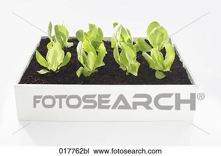 Stock Image - lettuce seedlings growing in flower box. Fotosearch