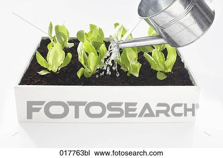 lettuce seedlings in flower box being watered View Large Photo Image Stock Image - lettuce seedlings in flower box being watered. Fotosearch