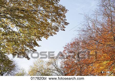 low angle view of colourful trees in autumn View Large Photo Image Stock Image - low angle view of colourful trees in autumn. Fotosearch