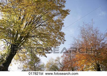 low angle view of colourful trees in autumn View Large Photo Image Stock Image - low angle view of colourful trees in autumn. Fotosearch