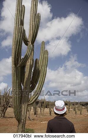 rear view of young woman with hat standing beside cactus View Large Photo Image Stock Image - rear view of young woman with hat standing beside cactus. Fotosearch