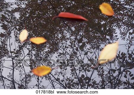 reflection of tree and decaying autumn leaves in water View Large Photo Image Stock Image - reflection of tree and decaying autumn leaves in water. Fotosearch