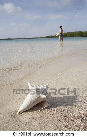 shell od sea snail on sandy beach female snorkeler in background View Large Photo Image Stock Image - shell od sea snail on sandy beach female snorkeler in background. Fotosearch