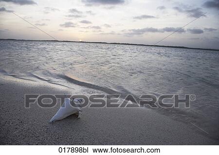 Stock Image - shell of sea snail lying on beach at sunset. Fotosearch