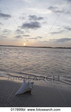 shell of sea snail lying on beach at sunset View Large Photo Image Stock Image - shell of sea snail lying on beach at sunset. Fotosearch