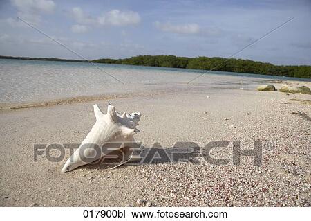 Stock Image - shell of sea snail lying on sandy beach. Fotosearch