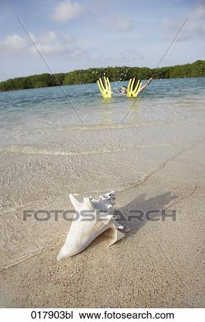 shell of sea snail on sandy beach woman snorkeling in background View Large Photo Image Stock Image - shell of sea snail on sandy beach woman snorkeling in background. Fotosearch