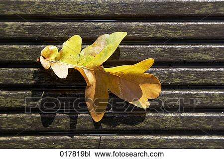 single autumn leaf View Large Photo Image Stock Image - single autumn leaf. Fotosearch
