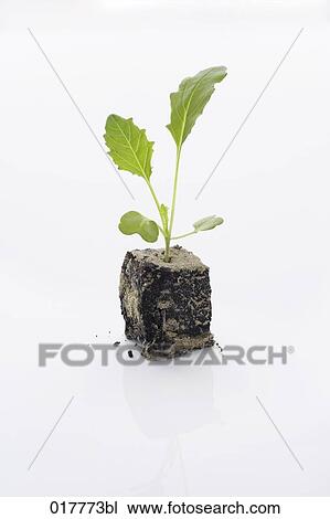 Stock Image - still life of kohlrabi seedling. Fotosearch