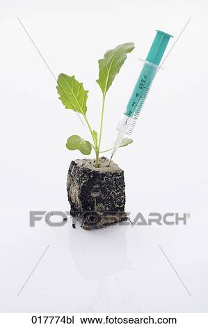 still life of kohlrabi seedling with syringe View Large Photo Image Stock Image - still life of kohlrabi seedling with syringe. Fotosearch