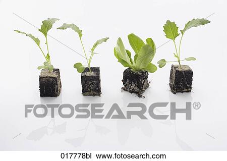 still life of lettuce and kohlrabi seedlings View Large Photo Image Stock Image - still life of lettuce and kohlrabi seedlings. Fotosearch