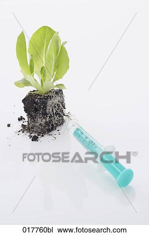 still life of lettuce seedling with syringe View Large Photo Image Stock Image - still life of lettuce seedling with syringe. Fotosearch