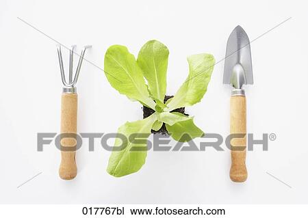 still life of lettuce seedling with rake and shovel View Large Photo Image Stock Image - still life of lettuce seedling with rake and shovel. Fotosearch