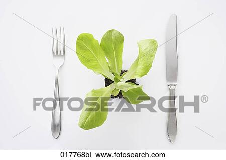 still life of lettuce seedling with fork and knife View Large Photo Image Stock Image - still life of lettuce seedling with fork and knife. Fotosearch